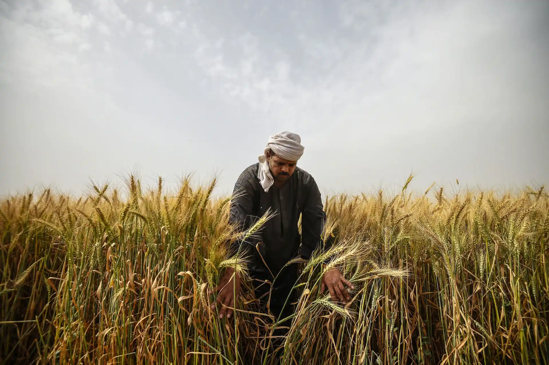 Agricultural Services image